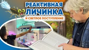 Аквариумные истории из ЭКЗОМЕНЮ (06.02.2026). Реактивная личинка и светлое поступление #MICMOL