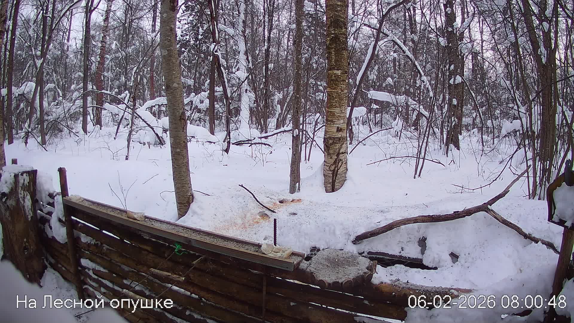 LIVE: На лесной опушке. Природа онлайн смотреть онлайн