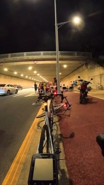 коты террористы