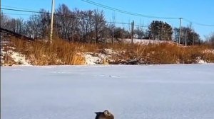 1000010765.mp4🌲🌲🌲НАСЛАЖДАЕМСЯ ЗИМОЙ 🌲🌲🌲