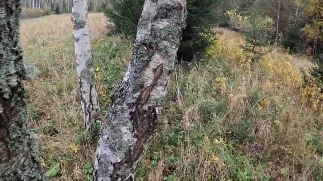 STIHL MSA 80 C-B - тест в лесу.