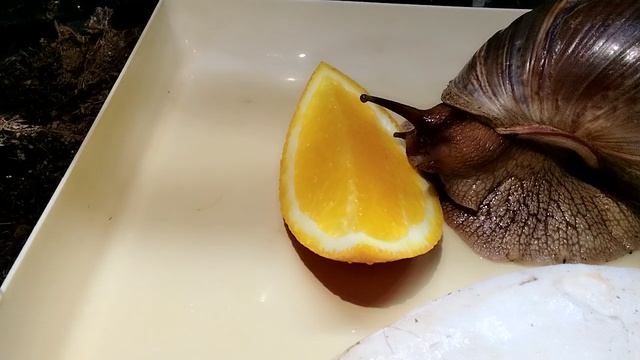 как улитка ест апельсин