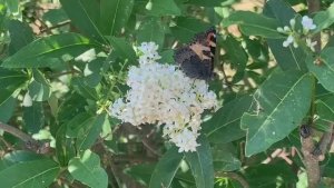 Любимица бабочек - колдовская бирючина!