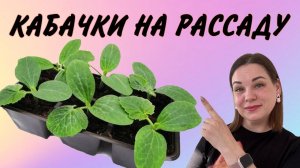 КАБАЧКИ НА РАССАДУ ДЛЯ РАННЕГО УРОЖАЯ