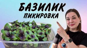 БАЗИЛИК - ПИКИРУЕМ ДЛЯ БОЛЬШЕГО УРОЖАЯ!