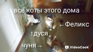 раз два три сколько кошек здесь?