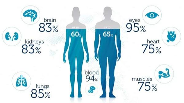 ЛИМФАТИЧЕСКАЯ СИСТЕМА. РЕЛИКТОВЫЕ МЕХАНИЗМА ЭВОЛЮЦИИ.