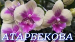 №1164/ СВЕЖИЕ, разнообразные ОРХИДЕИ в с/ц на АТАРБЕКОВА