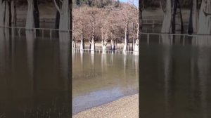 Чудесное февральское солнце на Кипарисовом озере Сукко. 4 Февраля 2026. Репортаж Светланы Тихоновы.