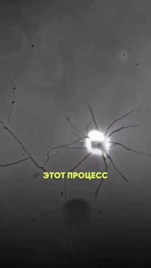 Смерть и рождение нейронов.