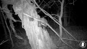 Барсук и кормушка для енотов 4К