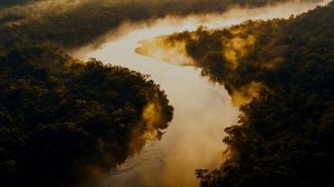 Белый голубь кружит