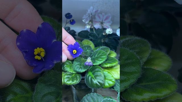 Цветущие фиалки на продажу в Москве смотреть онлайн