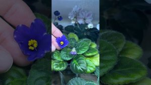 Цветущие фиалки на продажу в Москве