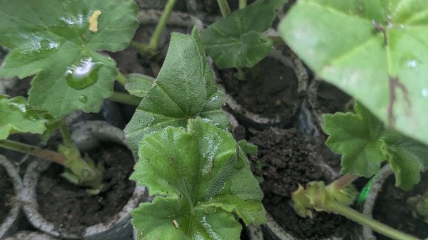 Любите герани , черенкуйте как я🥀