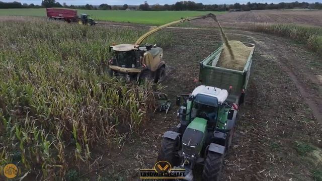 Урожай кукурузы с подсевом рапс теперь не выглядит таким блестящим Измельченная кукуруза