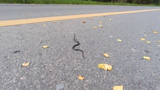 Уж переползает дорогу смотреть онлайн