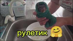 Крыс Реми, купается🤗