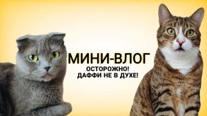 Осторожно! Даффи не в духе!😹