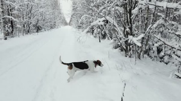 Охота с Русским пегим. 01.01.2026 год.
