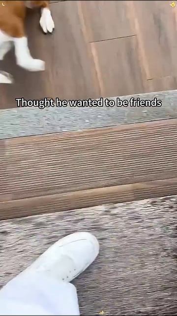 Perros muy malos ⚠️🚨 #perros #humor #mascotas смотреть онлайн