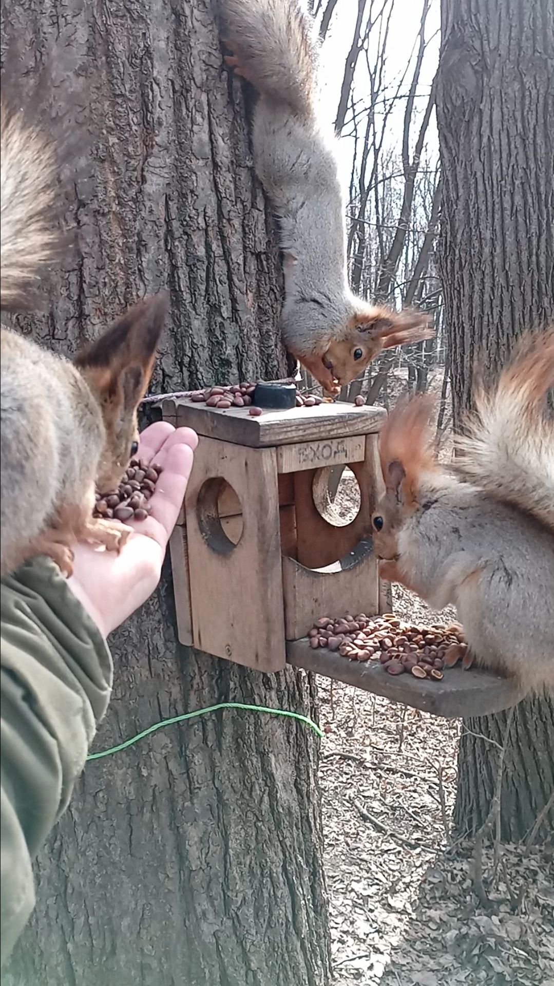 Три белки. Апрель 2023 смотреть онлайн