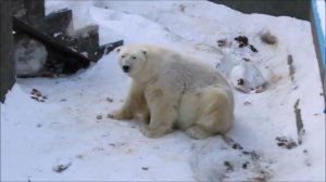 Кай соскучился по общению, но поговорить с ним нет возможности 05.02.2026