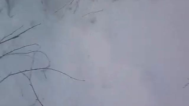 охота на диких путейцев