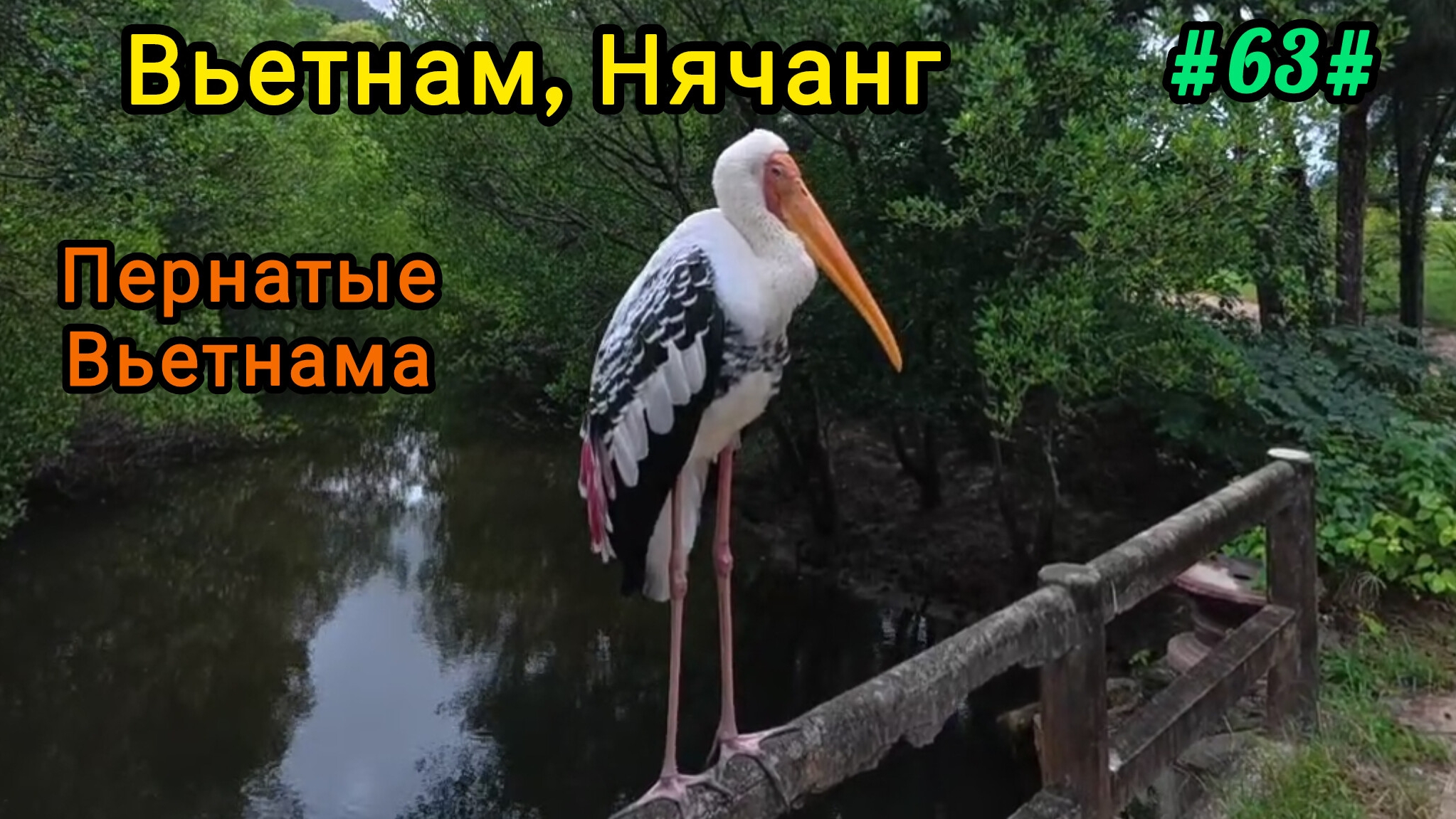 Вьетнамские пернатые. Вьетнам, Нячанг смотреть онлайн