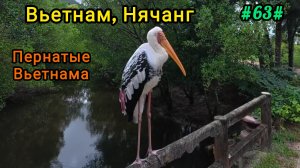 Вьетнамские пернатые. Вьетнам, Нячанг