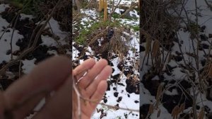 Фундук Трапезунд.Семилетний куст.Учусь делать обрезку.