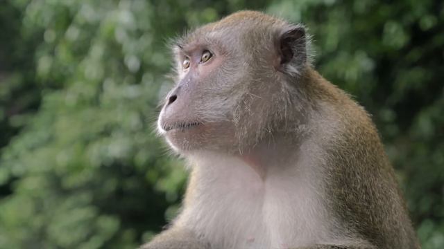 MALAYSIA Cinematic Travel Video Stock Footage смотреть онлайн