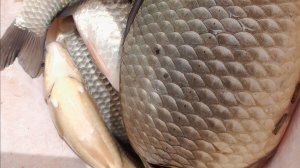 ОХОТНИК НА КАРАСЯ. 06  ФЕВРАЛЯ 2026