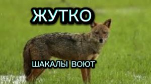 ШАКАЛЫ ВОЮТ ЛАЮТ ВИЗЖАТ