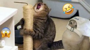 Смешные и забавные животные 😻😺 Лучшие приколы с животными 🐶 Подборка приколов с животными