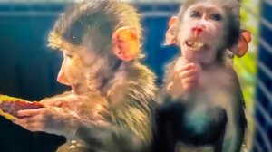 Мы сделали Мане и Степашка УЛИЧНЫЙ ВОЛЬЕР и стережем по очереди с Владом СВОЁ СЧАСТЬЕ)))