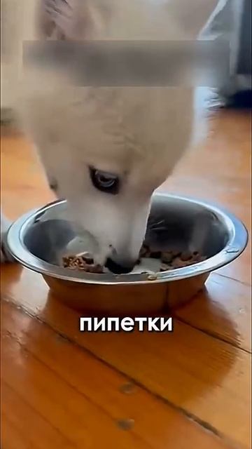 СЕРДЕЧНОСТЬ....спасение волчонка....ТРОГАТЕЛЬНО ))) #спасениекутенка #спасливолка #сердечность смотреть онлайн