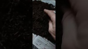 Табакорезка "Дачная" и мечты сбываются