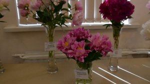 Фестиваль пионов