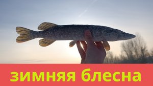 щука на блесну