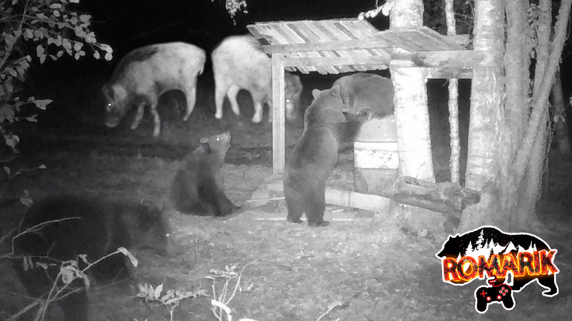 Занимательная охота за лакомствами: медведь-акробат и терпеливый кабан! смотреть онлайн