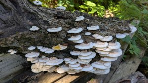Траметес пушистый (Trametes pubescens). Как выглядит гриб на месте произрастания.