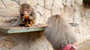 Вот это МНОГОХОДОВКА! Лида ИНТРИГАНКА! Елисею достались одни крохи! ЛЮДИ! НЕ БРОСАЙТЕ С БАЛКОНА ЕДУ!