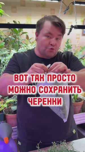 Как сохранить черенки, если не успели всё сразу за черенковать, а выбрасывать жалко?