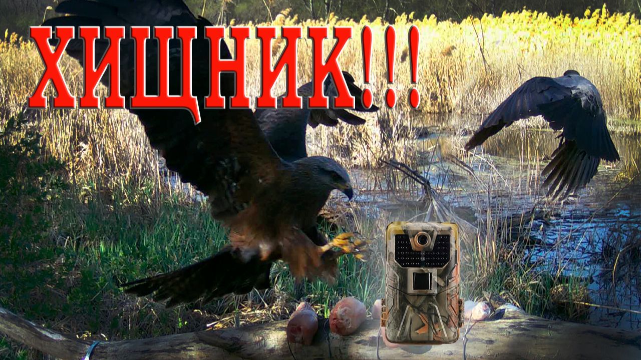 ХИЩНЫЕ птицы как я их СНИМАЛ на ФОТОЛОВУШКУ в лесу