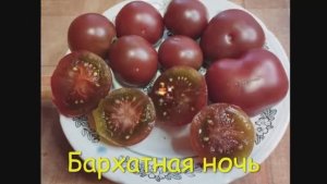 Каталог  томатов на  2026 год. Часть 1. г. Киров т.89229284031