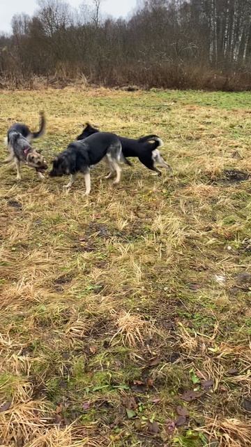 ВЕО питомника Валентлайф Фуджи, Шерри, Бэгги №4