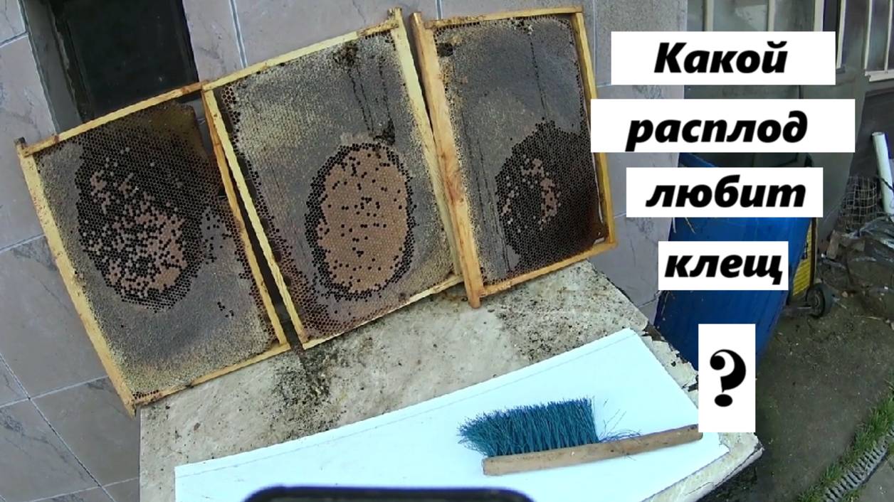 Почему клещ Варроа не предпочитает трутневый расплод. смотреть онлайн