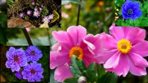 Анемоны в саду: сорта от самых ранних до самых поздних