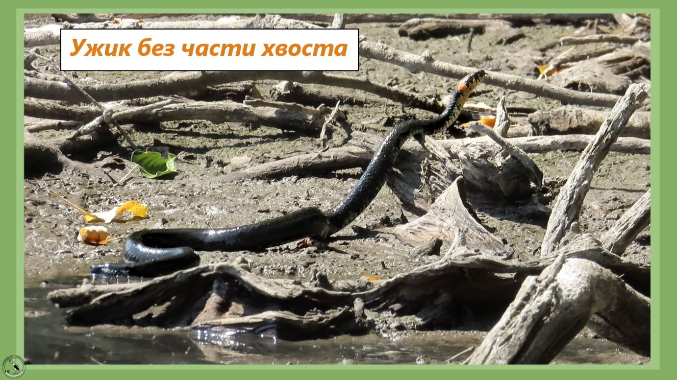 Змея - это не хвост с головой смотреть онлайн